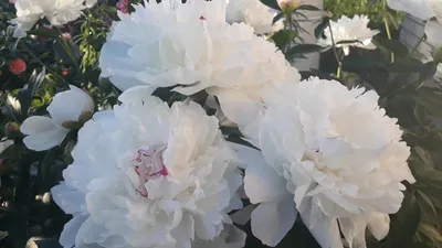 Пион Фестива Максима (Paeonia Festiva Maxima) | Юлин сад