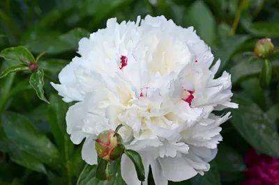 ᐅ Пион \"Фестива Максима\" (Paeonia \"Festiva Maxima\") купить по цене  производителя ✓доставкой почтой в магазине ❀Пролисок❀ Украина -  Интернет-магазин «Пролисок» - садовые растения почтой