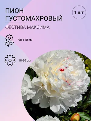 Пион Фестива Максима саженцы купить в Москве по цене от 1 410 руб.