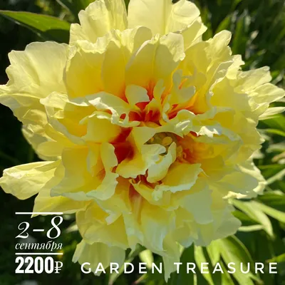 Пион Ито-гибрид 'Garden Treasure' | Купить саженцы по цене от 3350 с  доставкой в питомнике Алексеевская Дубрава