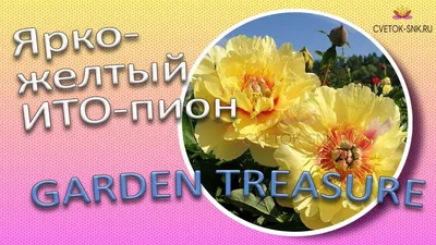 Garden Treasure|Пион Гарден Треже| Корни пионов| Пионы на октябрь  2021г.|ИТО-пионы| Желтые пионы - YouTube