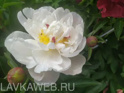 Пион Гардения (Gardenia), Пион Гардения (Gardenia) в интернет-магазине по  низкой цене, Пион Гардения (Gardenia) купить в Калуге Пионы Интернет  магазин Садовая лавка, товары для садоводов