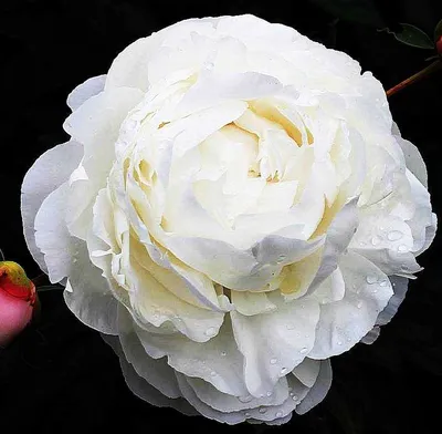Пионы Гардения 9/11/15/19/25/35 шт - купить в Москве | Flowerna