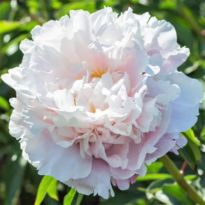 Пион GARDENIA, пион Гардения, пион Гардениа
