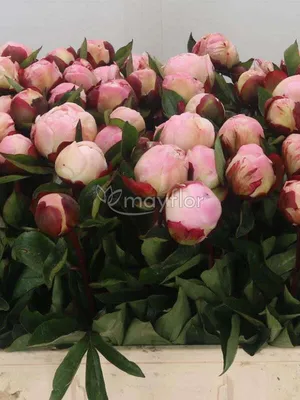 Пион Гардения (Paeonia Gardenia). Махровый розовидный – полушаровидный.  Цветок очень крупный, диаметром 22 см, розовеюще-белый, позднее  кремовобелый, похож на цветок гардении. Аромат нежный. Очень много боковых  бутонов, что обеспечивает длительное ...