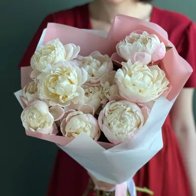 Пион Gardenia (Гардения) можно купить недорого с доставкой в питомнике  Любвитский