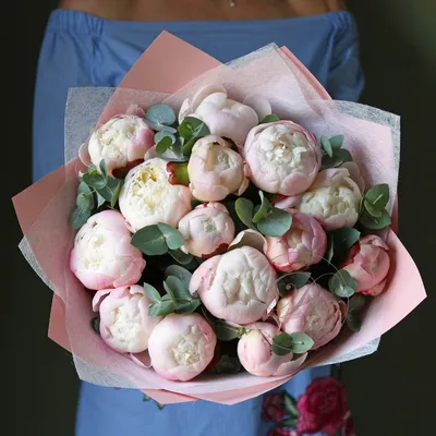 Пион GARDENIA