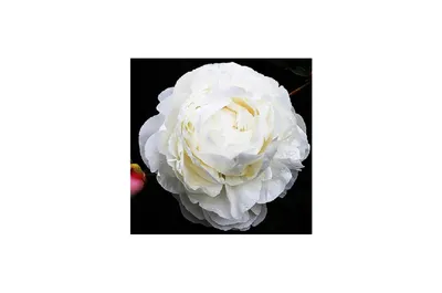 Пионы в коробке Dakota flora | Пионы в коробке купить | Интернет-магазин  dakotaflora.com