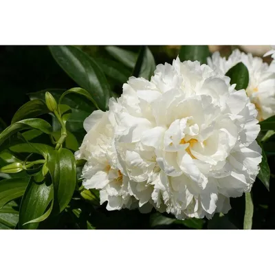 Пион гардения купить Dakota flora | Пионы купить в Москве доставка