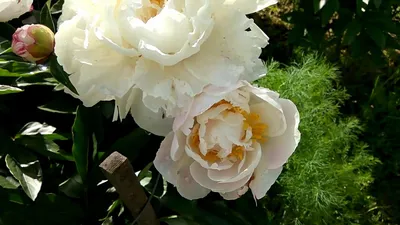Пион Gardenia в интернет магазине Украфлора