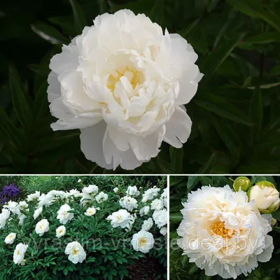 Пион Гардения (Gardenia), Пион Гардения (Gardenia) в интернет-магазине по  низкой цене, Пион Гардения (Gardenia) купить в Калуге Пионы Интернет  магазин Садовая лавка, товары для садоводов