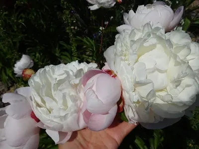 Пион Гардения – Paeonia Gardenia.