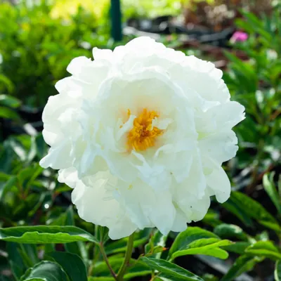 Пион Гардения (Paeónia 'Gardenia') С5 (ID#195478341), цена: 49.90 руб.,  купить в Березовке на Deal.by
