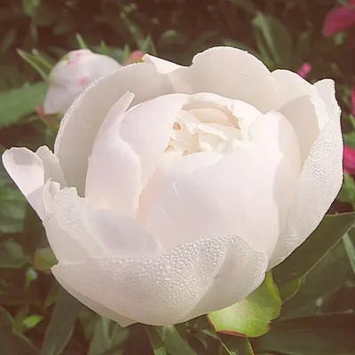 Almaflowers.kz | Пионы \"Gardenia\" - купить в Алматы по лучшей цене с  доставкой