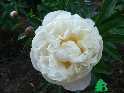 ᐅ Пион \"Гардения\" (Paeonia \"Gardenia\") купить по цене производителя  ✓доставкой почтой в магазине ❀Пролисок❀ Украина - Интернет-магазин  «Пролисок» - садовые растения почтой