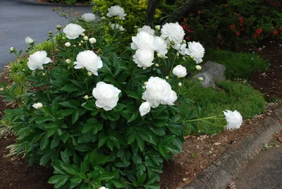 Пион Гардения – Paeonia Gardenia.