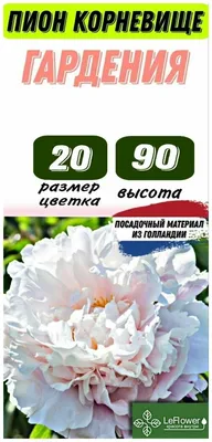 Купить Пион Gardenia 60см оптом | Paeonia