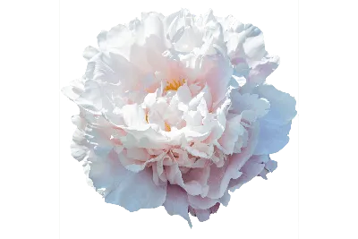 Пион молочноцветковый \"Гардения\" (Paeonia lactiflora Gardenia) -  Многолетних цветов весна 2024 года - каталог хосты, каталог брунеры,  каталог пионов, каталог лилейников