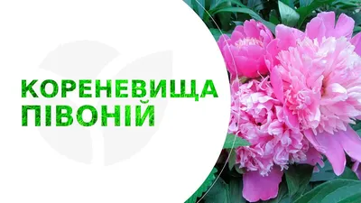Пион Gardenia в интернет магазине Украфлора