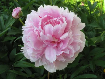 Almaflowers.kz | Пионы \"Gardenia\" - купить в Алматы по лучшей цене с  доставкой