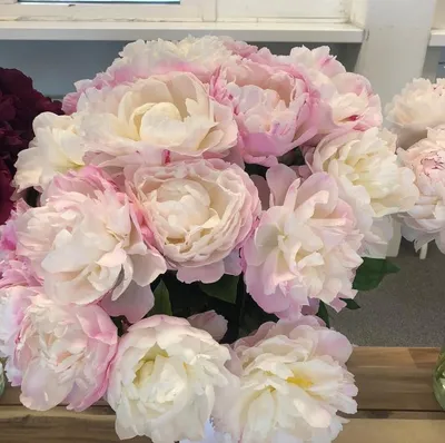 Пион травянистый \"Gardenia\" 1шт в упаковке купить почтой в Одессе, Киеве,  Украине | Agro-Market
