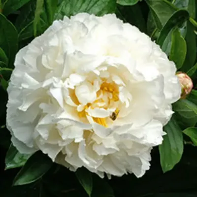 Luchshiy pion Гардения - пионы - My Peony Society