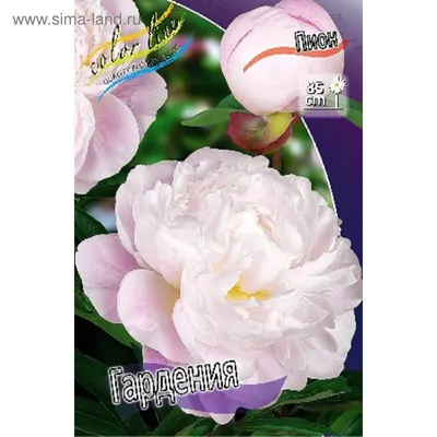 ꕤ Пион Gardenia • купить Пион Gardenia по цене от 260.99 грн. в Украине