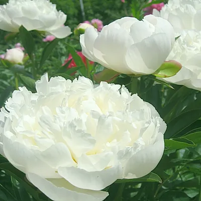 Пион: Пион молочноцветковый 'Gardenia' | Paeonia lactiflora 'Gardenia' |  Питомник \"Прохладный\", Екатеринбург