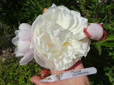 Пионы Gardenia розовые купить в Азове - Заказать с доставкой недорого