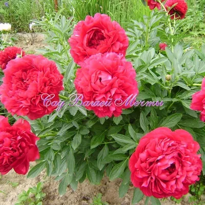 Paeonia hybr 'Henry Bockstoce' - пион 'Генри Бокстос' - питомник растений  Санкт-Петербург