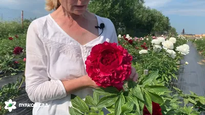 САЖЕНЦЫ | ДОСТАВКА ПО МИРУ on Instagram: \"Пион Генри Бокстос (Paeonia Henry  Bockstoce). Цена 900₽ Непревзойдённый сорт по глубине цвета, идеальной  форме и размеру! Гибрид. Махровый с розовидным центром. средне- ранний.  Цветок