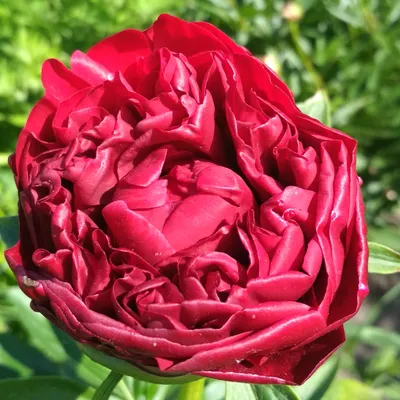 Пион Генри Бокстос - Paeonia Henry Bocrstose