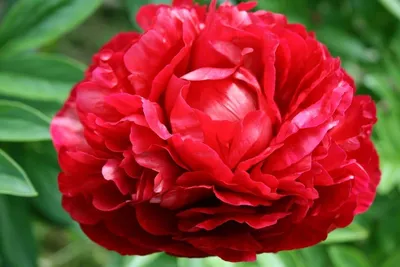 ᐅ Пион \"Генри Бокстос\" (Paeonia \"Henry Bockstoce\") купить по цене  производителя ✓доставкой почтой в магазине ❀Пролисок❀ Украина -  Интернет-магазин «Пролисок» - садовые растения почтой