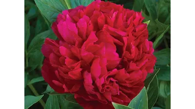 Пион Генри Бокстос (Paeonia Henry Bockstoce)