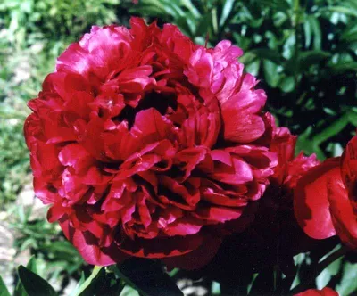 Пион травянистый ГЕНРИ БОКСТОС (Paeonia Henry Bockstoce) / Садовый центр  Селятино