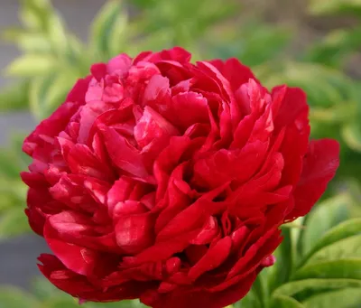 Пион гибридный Генри Бокстос: купить в Москве саженцы Paeonia hybrida Henry  Bockstoce в питомнике «Медра»