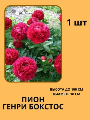 Пион межвидовой: Генри Бокстос - Интернет-магазин саженцев \"Омский Садовод\"