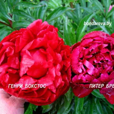 Luchshiy pion Генри Бокстос - пионы - My Peony Society