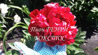 пион генри бокстос | Flowers, Types of lilies, Peonies