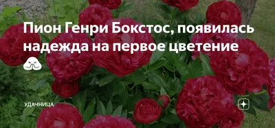 Півонії: розкіш і витонченість - Сторінка 32 - форум-виноград