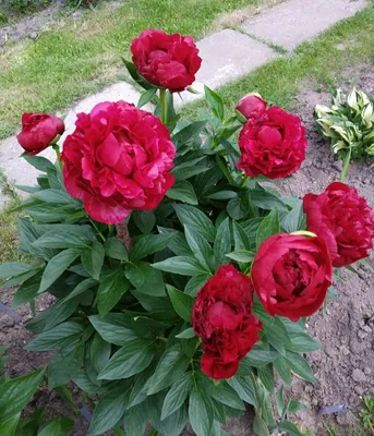 Пион Генри Бокстос (Paeonia Henry Bockstoce)