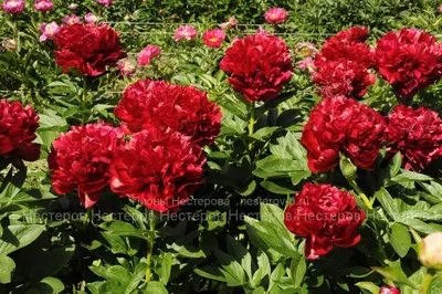 Пион травянистый 'Генри Бокстос' / Paeonia 'Henry Bockstoce'