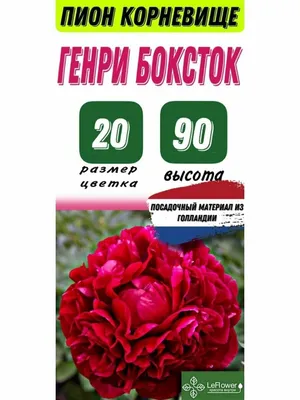 Henry Bockstoce - Пионы Нестерова