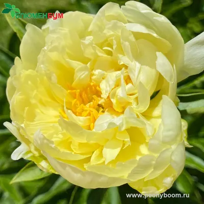 Пион молочноцветковый Голд Майн (Paeonia lactiflora Goldmine)