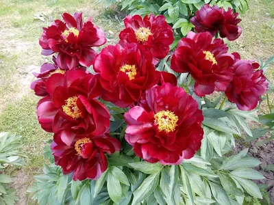 Пион молочноцветковый/Paeonia lactiflora - Пион/Paeonia - Садовый центр ЛЕТО