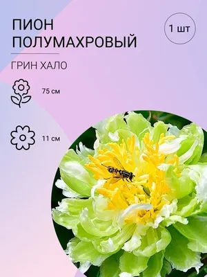 Махровый пион Green Halo... - Golden Flowerbulbs | Facebook