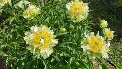 Пион Green Halo (Paeonia Green Halo)