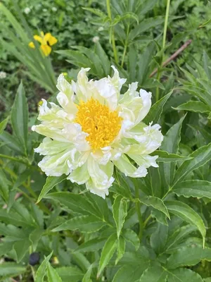 Пион Green Halo (Paeonia Green Halo)