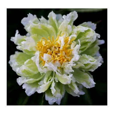 Paeonia lactiflora Green Halo