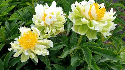 Пион Грин Хало Paeonia Green Halo | Юлин сад